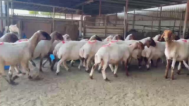 شويهات سوريه دفيع شرط سونار