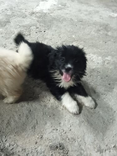 Dog's