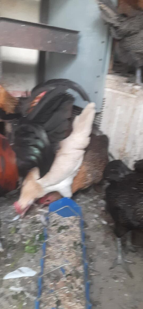 Local egg chicken male & female 45