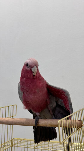 Galah Parrot for Sale