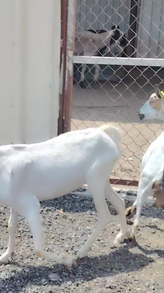 معزه عمانبه