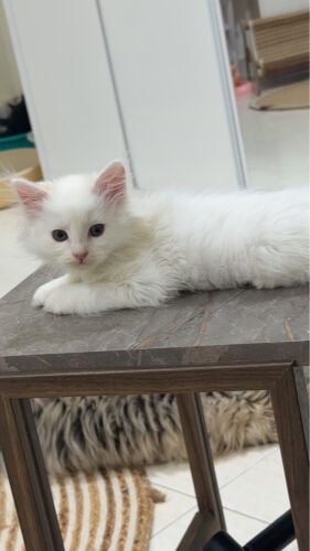 shirazi cute kitten 