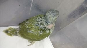 I. R. N . Parrot baby's Olive
