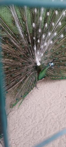 peacock Emerald