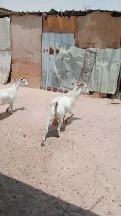 فحل عماني حار ابرص