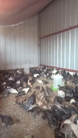 فروخ دجاج بلدی