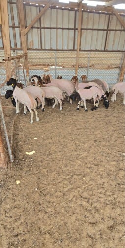 جزارين غنم وابل 