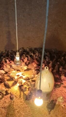 الفروخ دجاج الفيومي