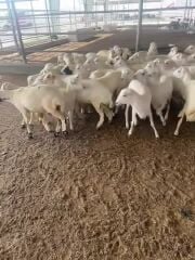 اناث رفيدي 