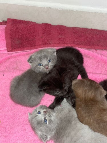 purebred Scottish Fold kittens