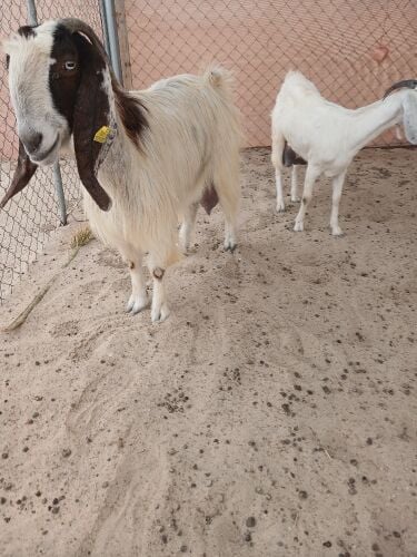Shami
