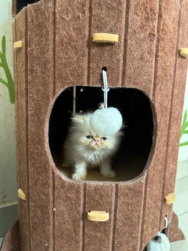 male exotic long hair 