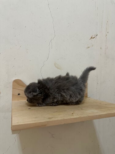 British fold male pure