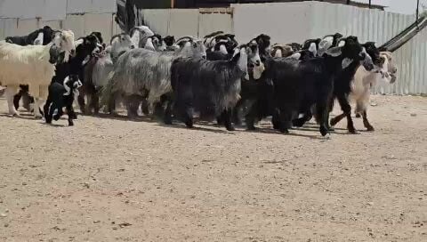عوارضـــــ   دفيـــــع