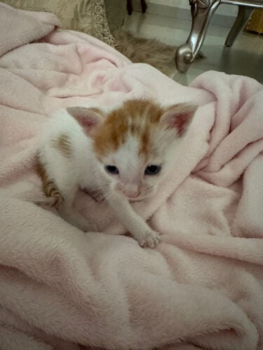 Baby Kitten for Adoption *URGENT*