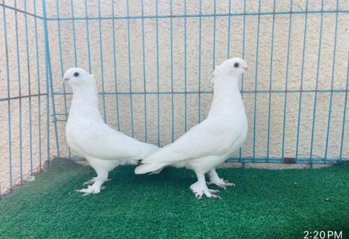 satin breeding pair