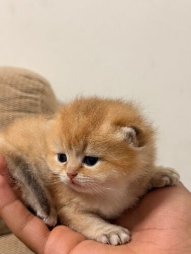 British short hair cat for sale