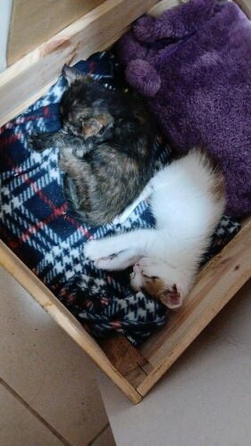 Kittens for Adoption