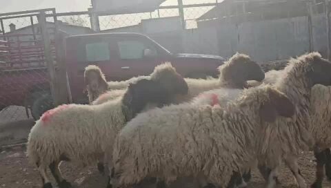 سوريات دفيع