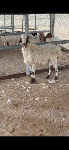 فحل ينسف