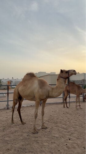 مهجنه للبيع