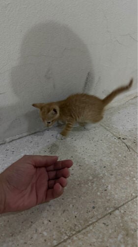 Female cat for adoption