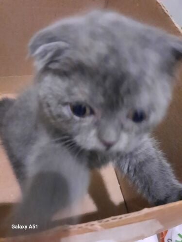 Scottish Fold kittens ( 2 male )
