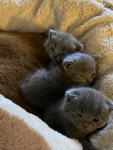 British Short Hair Straight & Fold