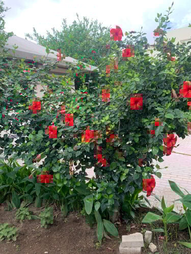 Pakistani gardening services