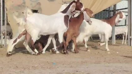للبيع ماعز ملاوين دفيع