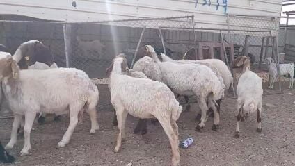 للبيع قنم سوريه مقاني