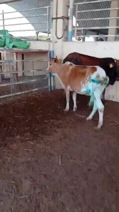 بقر شباب اباكير