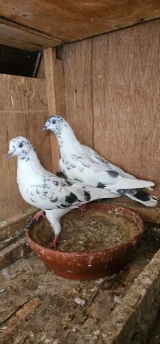 pakistani high fly pigeons