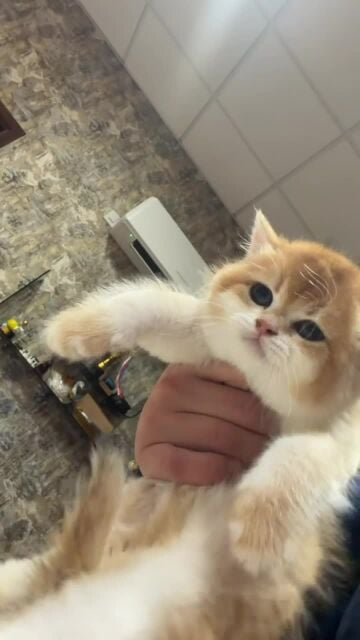 ١ سوبر كيتن للبيع 