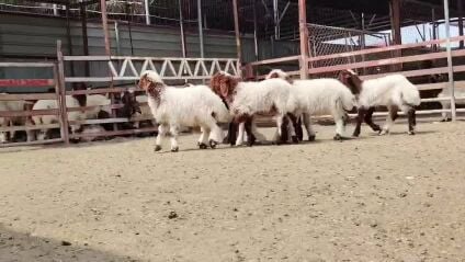 اللبع خرفان سوريه طيبه