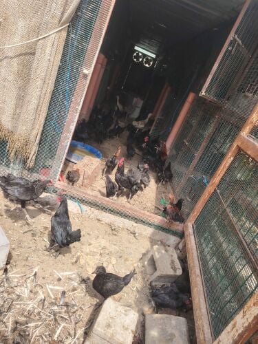 Chiken Farsi For sell all black