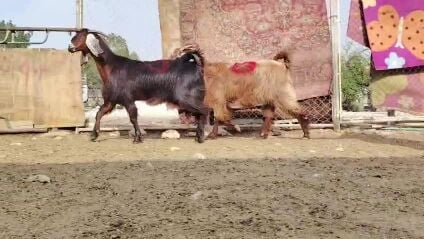 للبيع معزه عوارض طيبه دفيع شرط