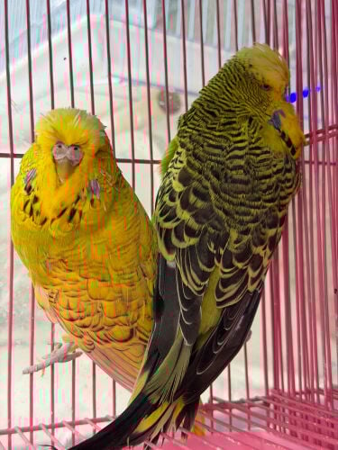 بجري إنجليزي 