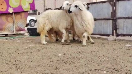 للبيع شويهات عرب مكحل طيبه
