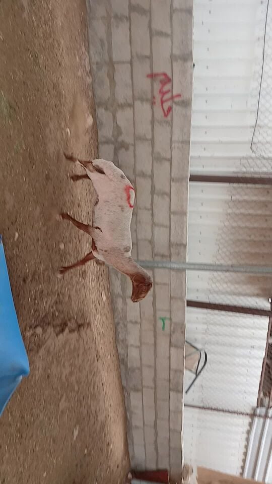شاه سوريه دفيع شرط سونار