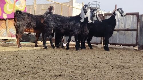 معزا عوارض طيبه اباكير