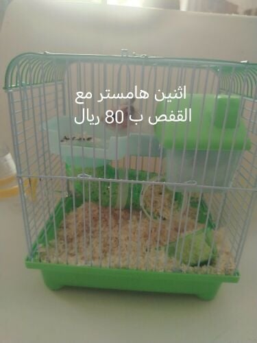 فارس