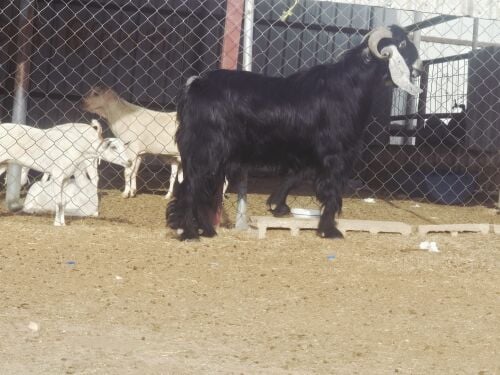 فحل عارضي طيب