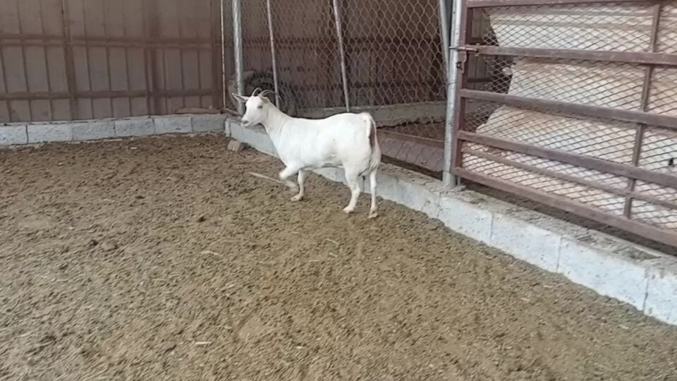 للبيع عنز عمانيه برصا طيبه