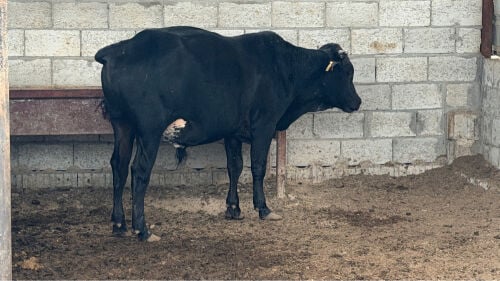 local calve 2 years