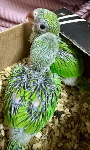 Green Parrot baby