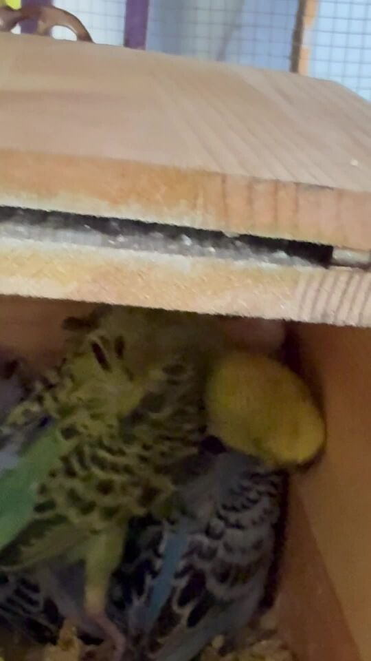 هوغو باجري عدد 3 فروخ