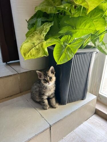 Scottish Short Hair Kitten