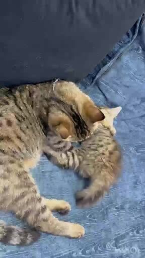Scottish Short Hair Cats & Kitten
