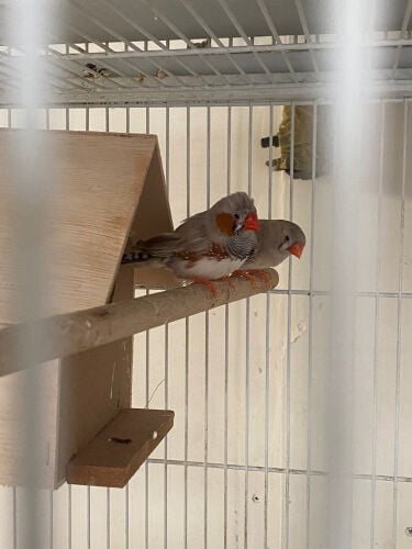 2 zebra Finches pairs